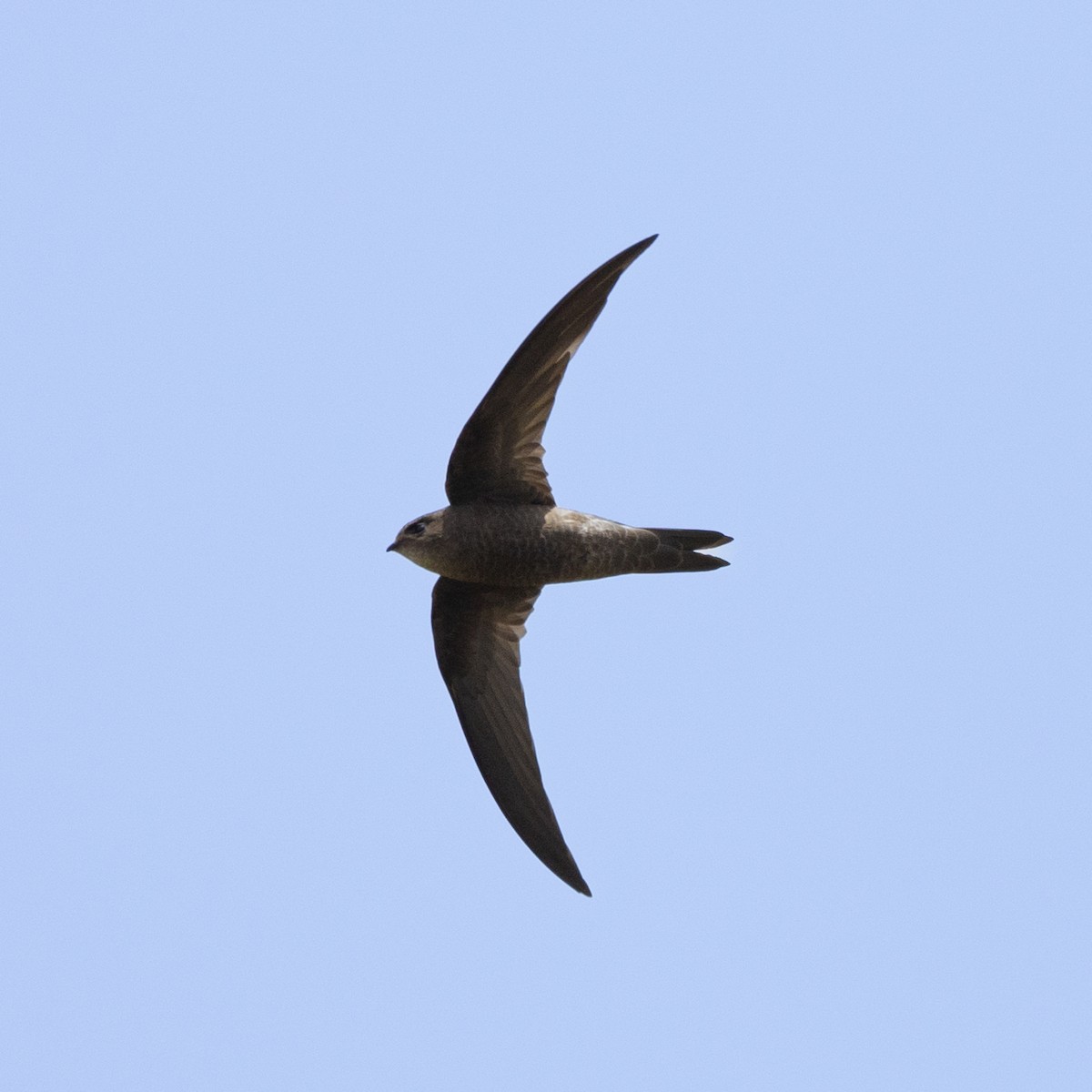 Cape Verde Swift - ML593753791