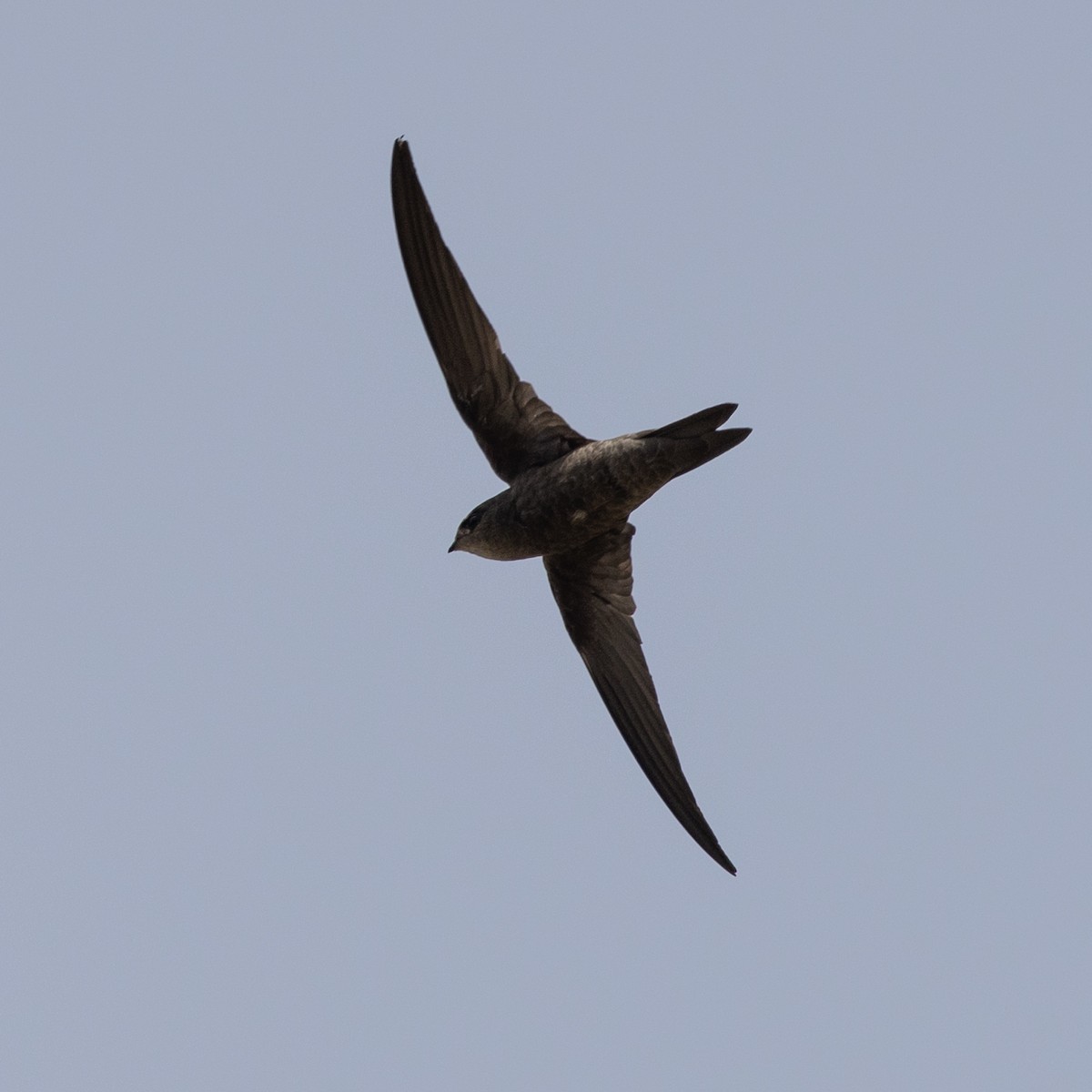 Cape Verde Swift - ML593753811