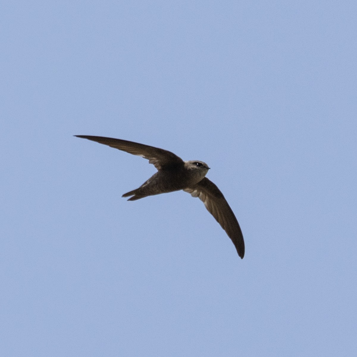 Cape Verde Swift - ML593753831