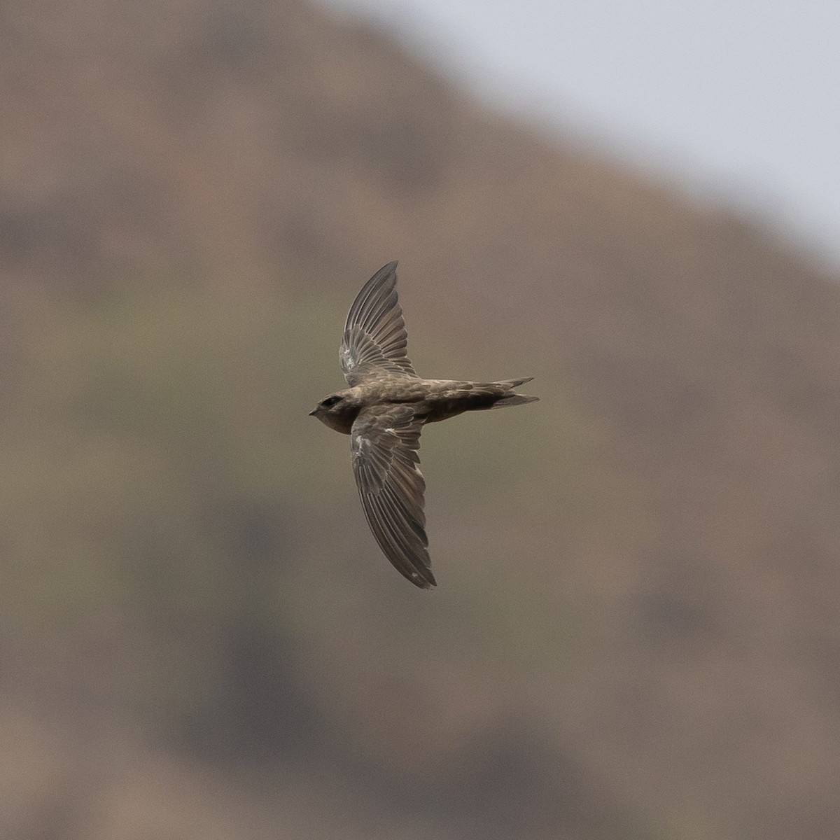 Cape Verde Swift - ML593753841