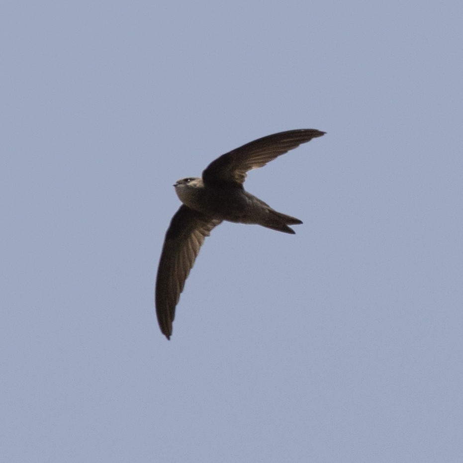 Cape Verde Swift - ML593753851