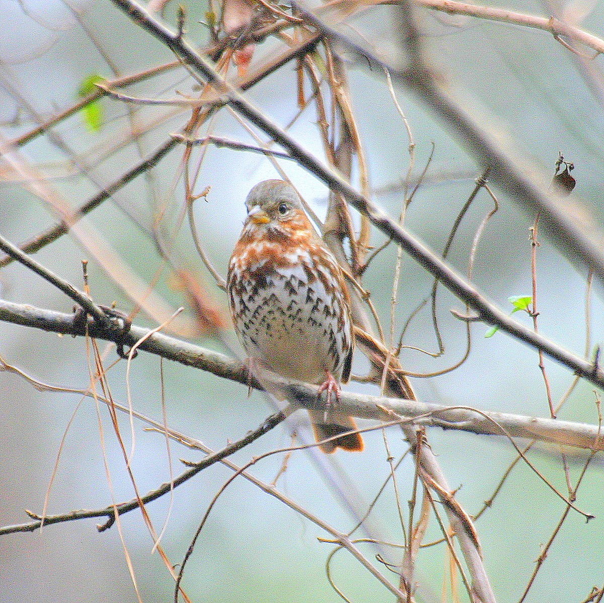 Fox Sparrow (Red) - ML593753961