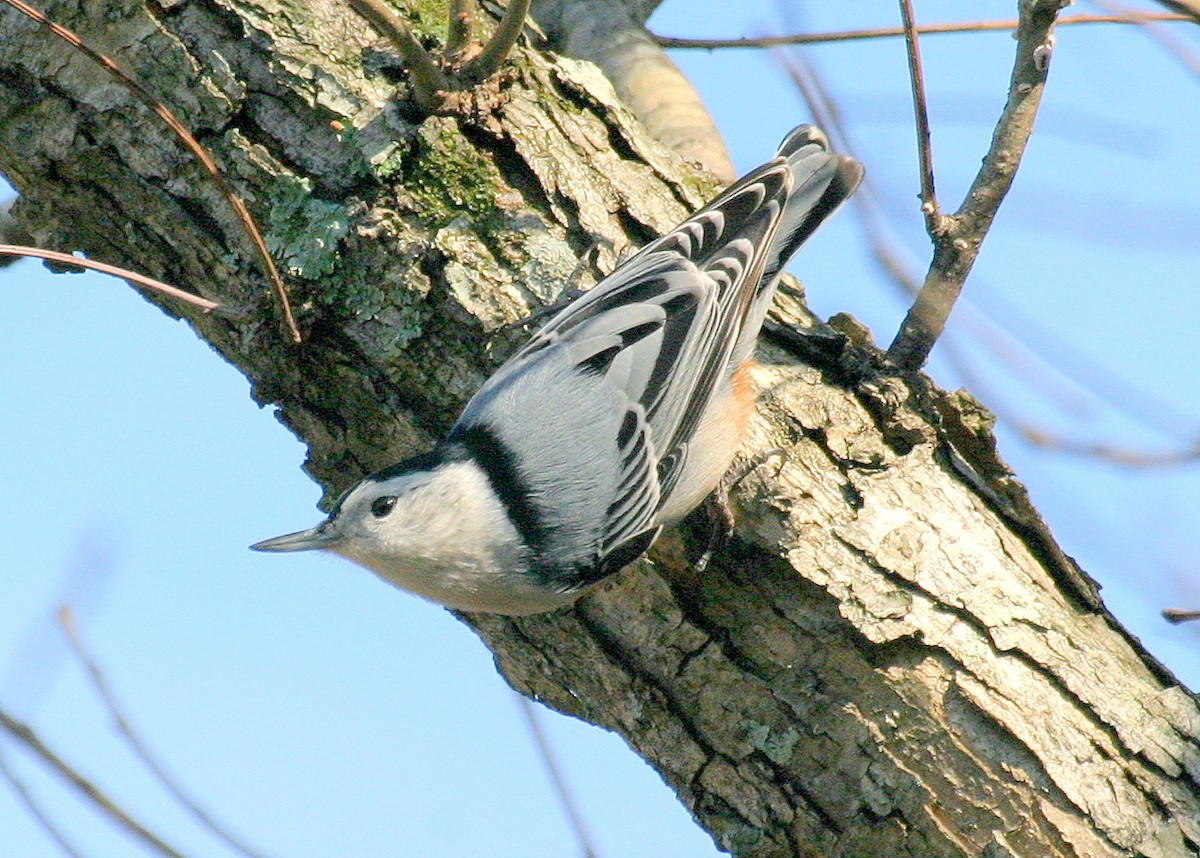 White-breasted Nuthatch (Eastern) - ML593754061