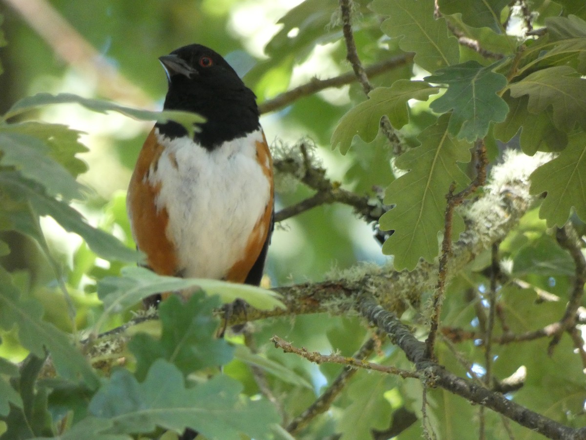 Spotted Towhee - ML593755001