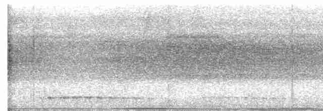 Lattice-tailed Trogon - ML593755691