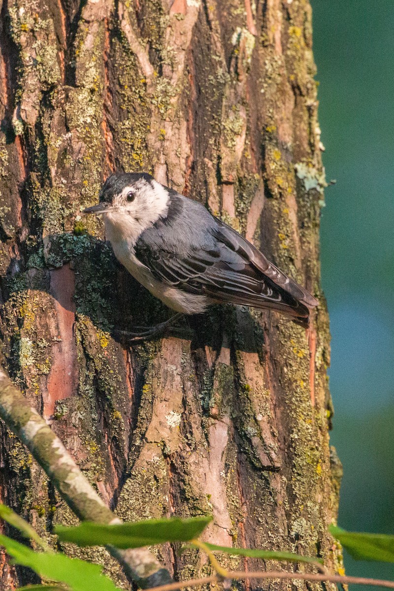 White-breasted Nuthatch - ML593759201