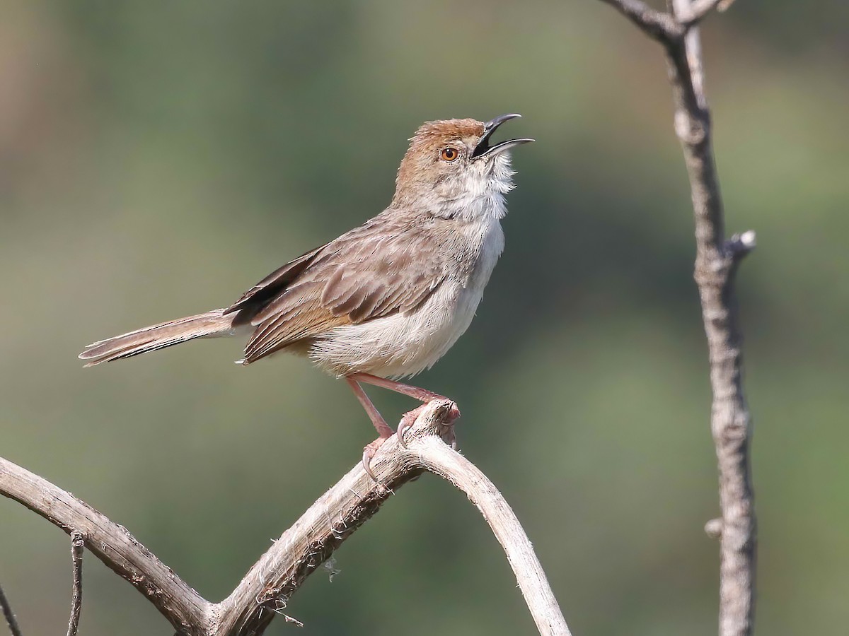 Boran Cisticola - Cisticola bodessa - Birds of the World