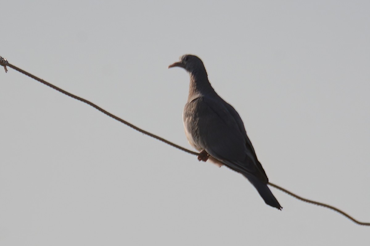 Common Wood-Pigeon - ML593762131