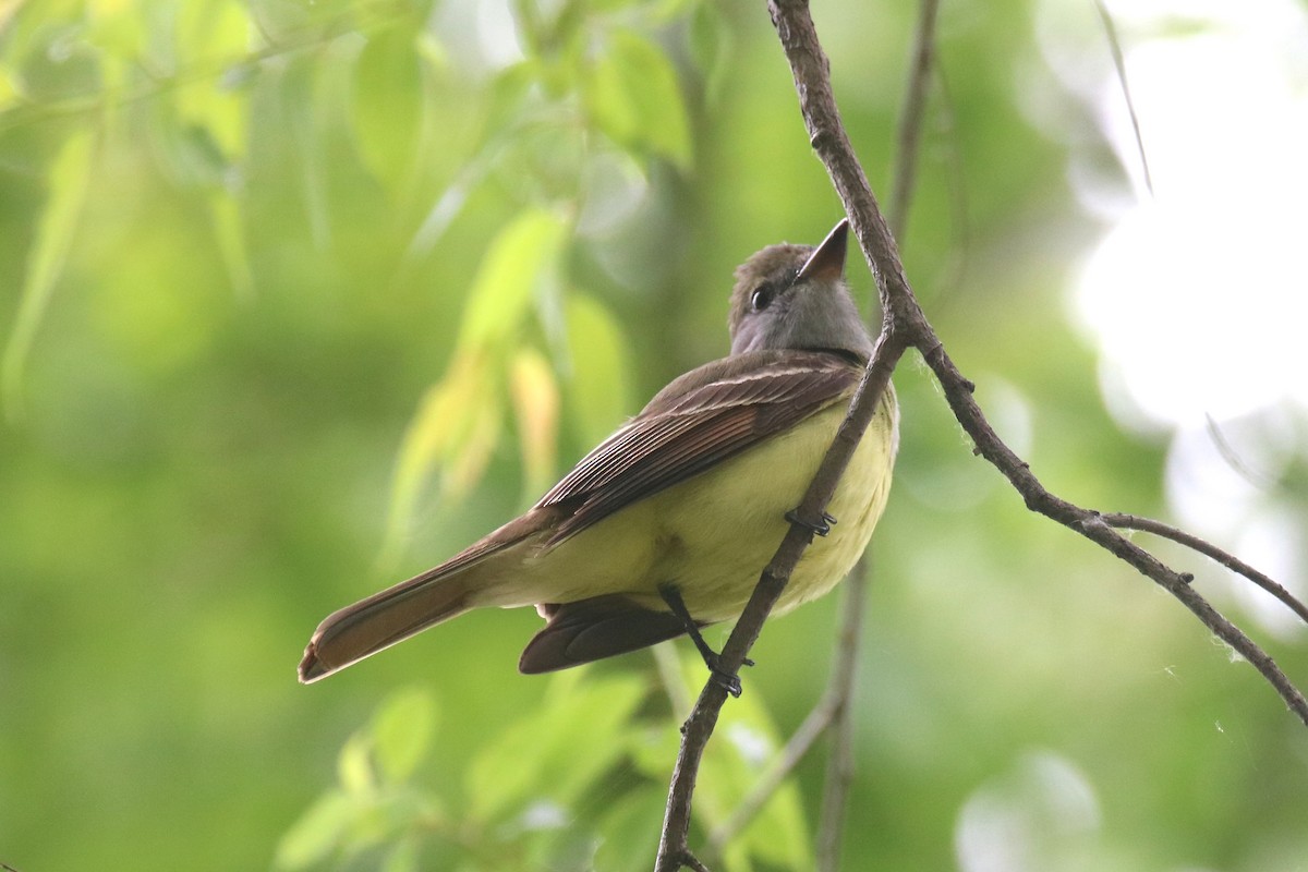Great Crested Flycatcher - Andrew E and Rebecca A Steinmann