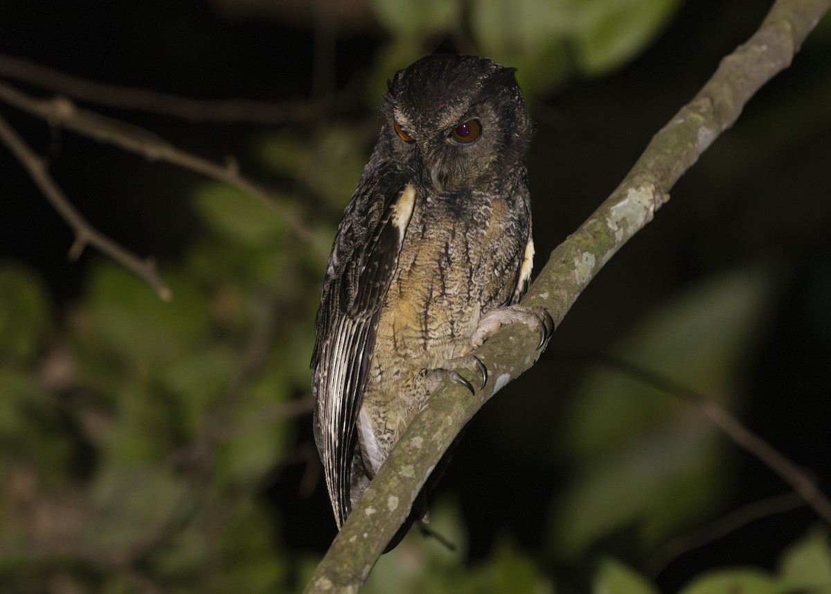 Tawny-bellied Screech-Owl - ML593764321