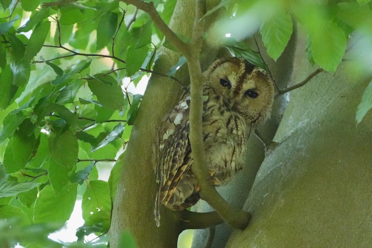 Tawny Owl - ML593764711