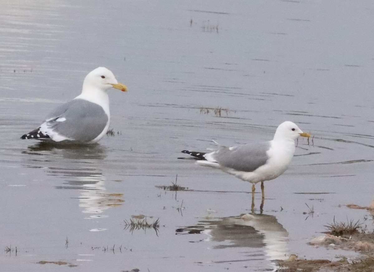 ML593766761 Herring Gull (Vega) Macaulay Library