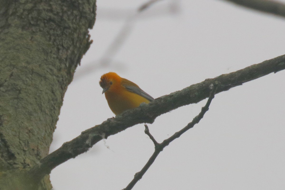 Prothonotary Warbler - Andrew E and Rebecca A Steinmann