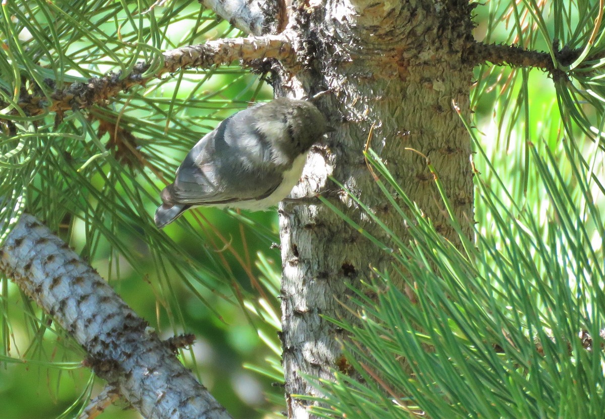 eBird Checklist 7 Jul 2023 Rocky Mountain NPAlluvial Fan/Fan Lake