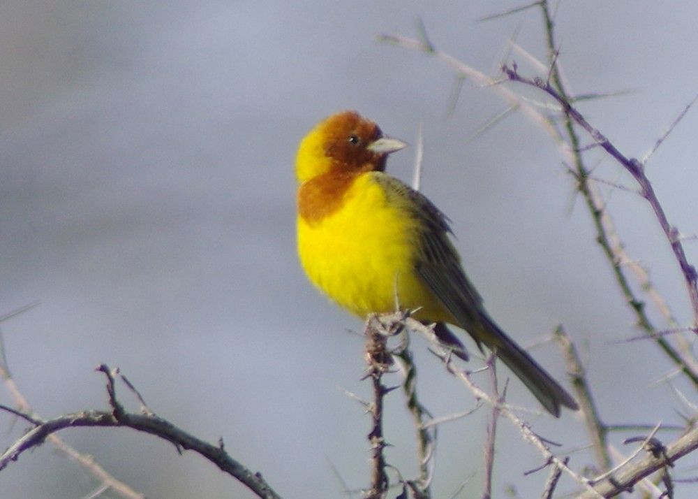 Red-headed Bunting - ML593777901