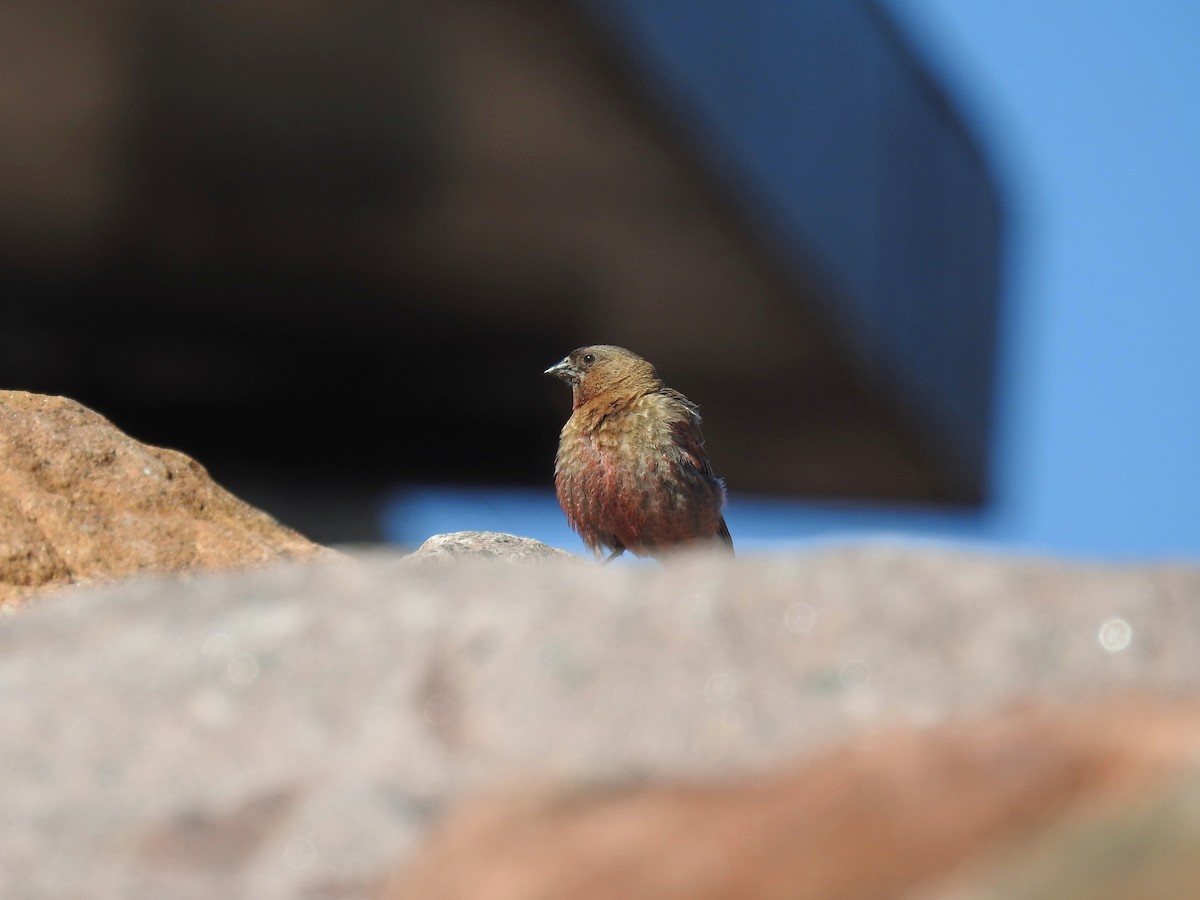 Brown-capped Rosy-Finch - ML593778981