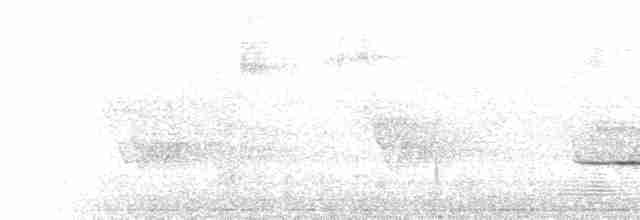 Hermit Thrush (faxoni/crymophilus) - ML593780851