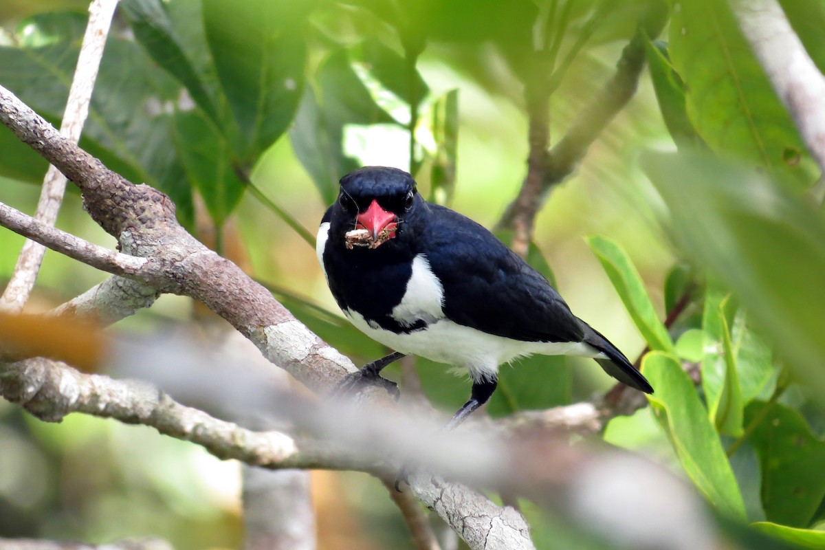 Red-billed Pied Tanager - ML593784421