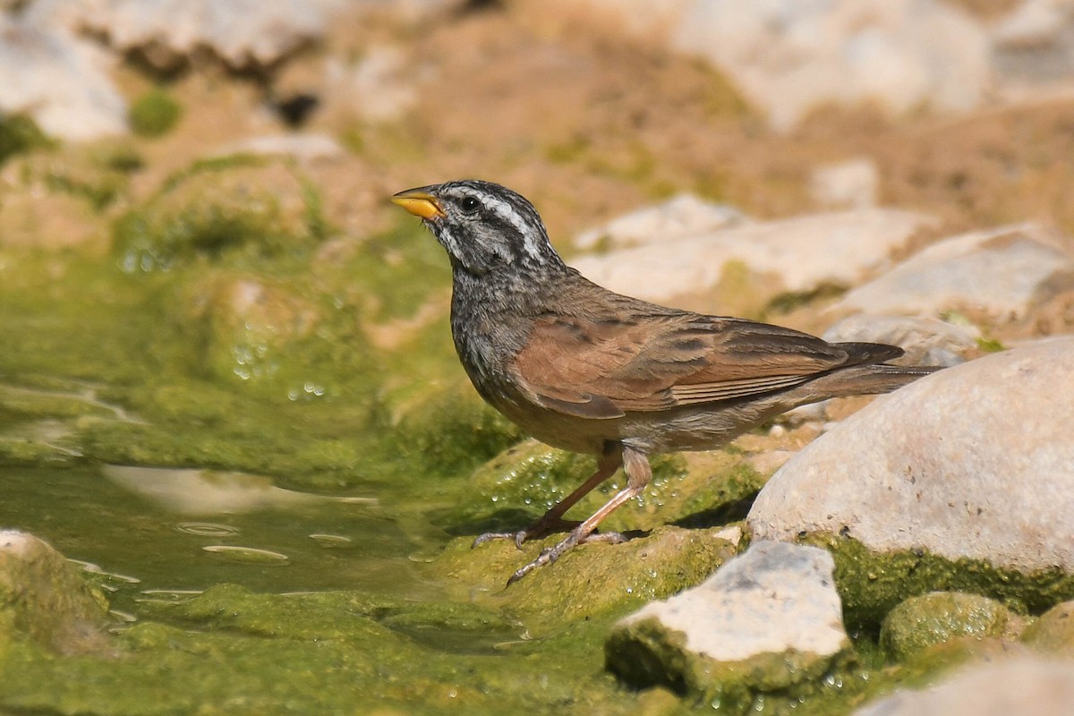 Striolated Bunting - ML593785851