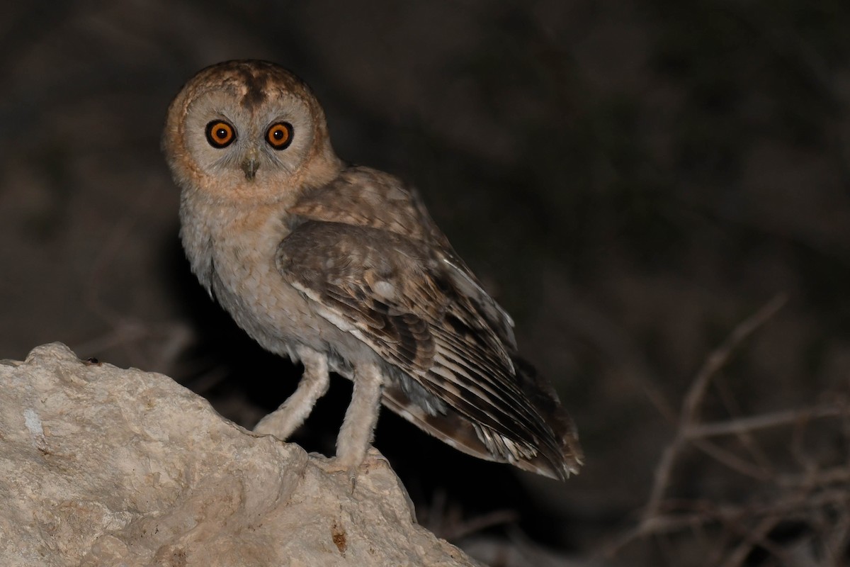 Desert Owl - ML593786001