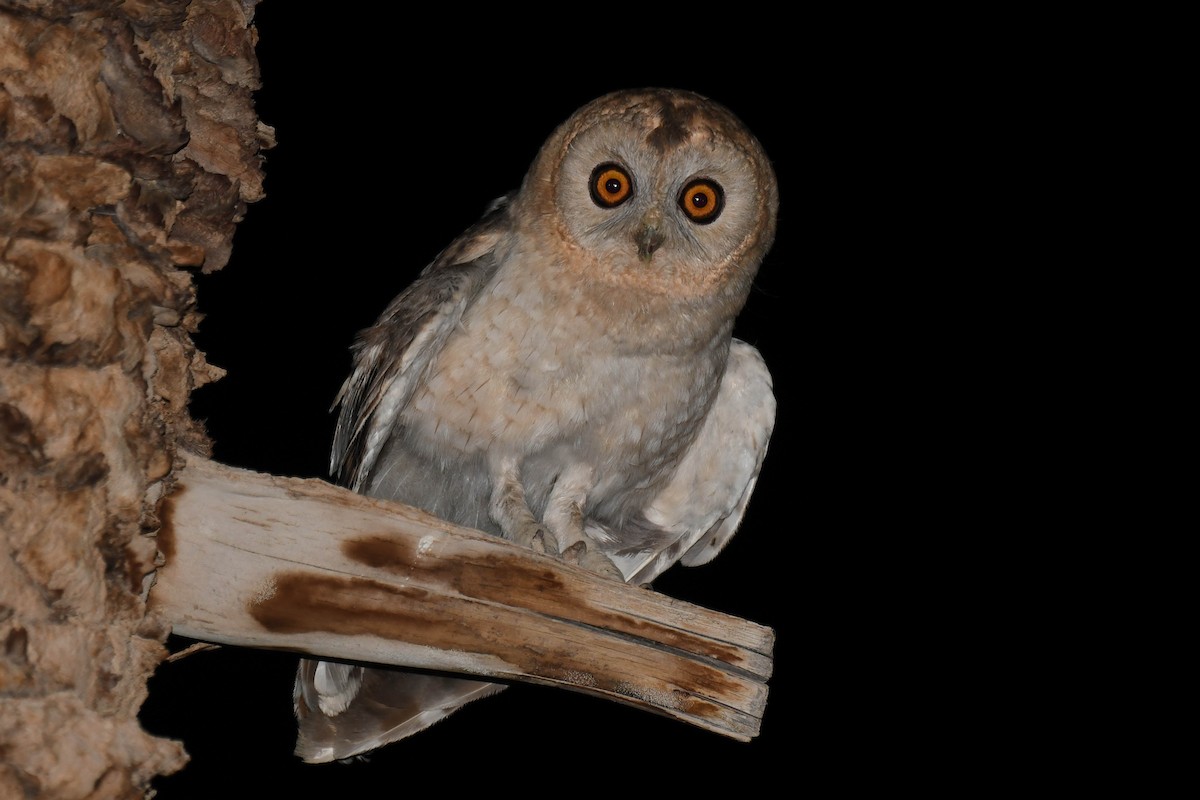 Desert Owl - ML593786021