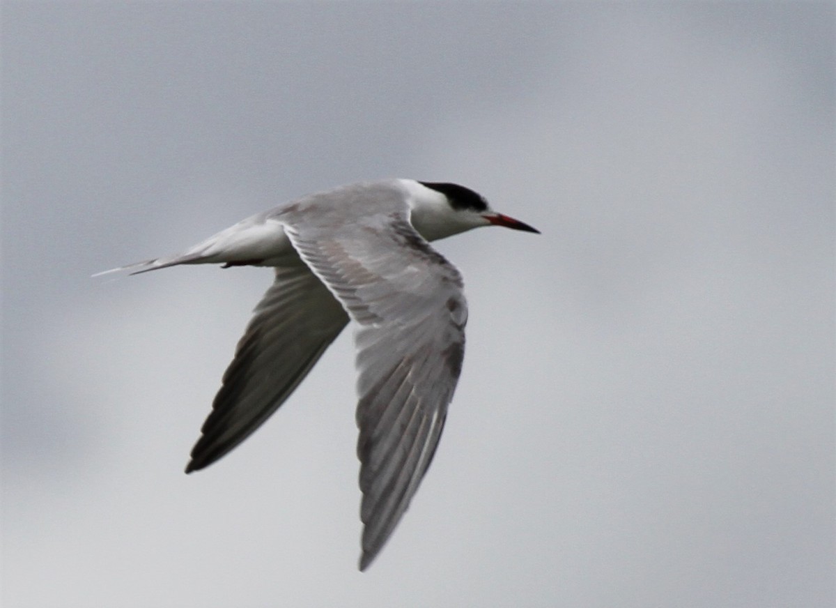 Common Tern - ML593786591