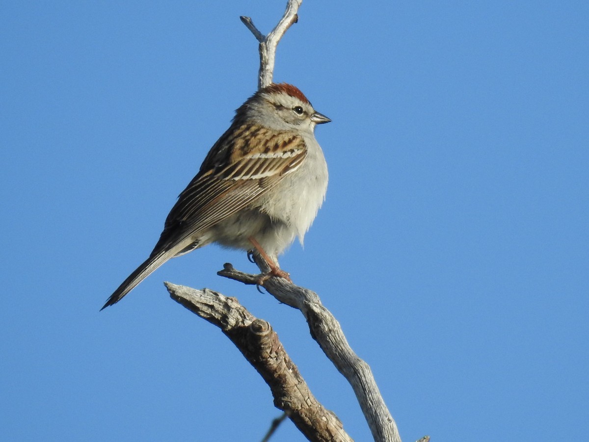 Chipping Sparrow - ML59378861
