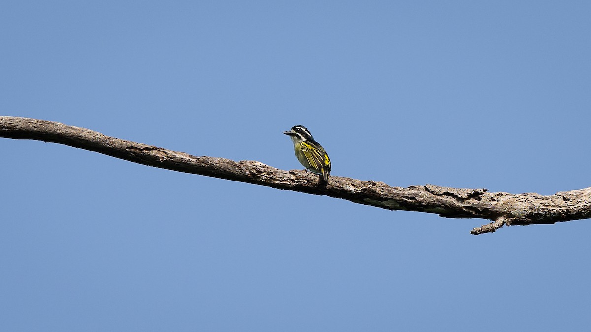 Yellow-throated Tinkerbird - ML593790591