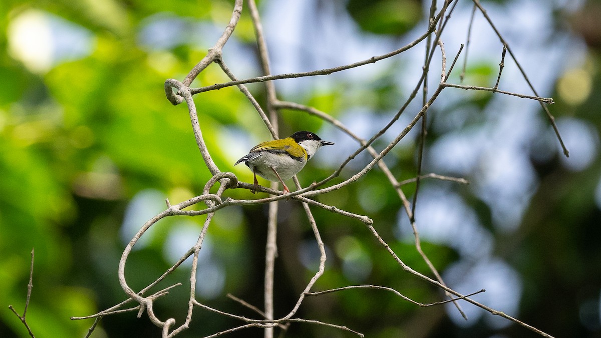 Black-capped Apalis - Mathurin Malby