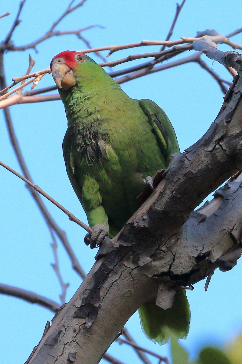 Red-crowned Parrot - ML593791151