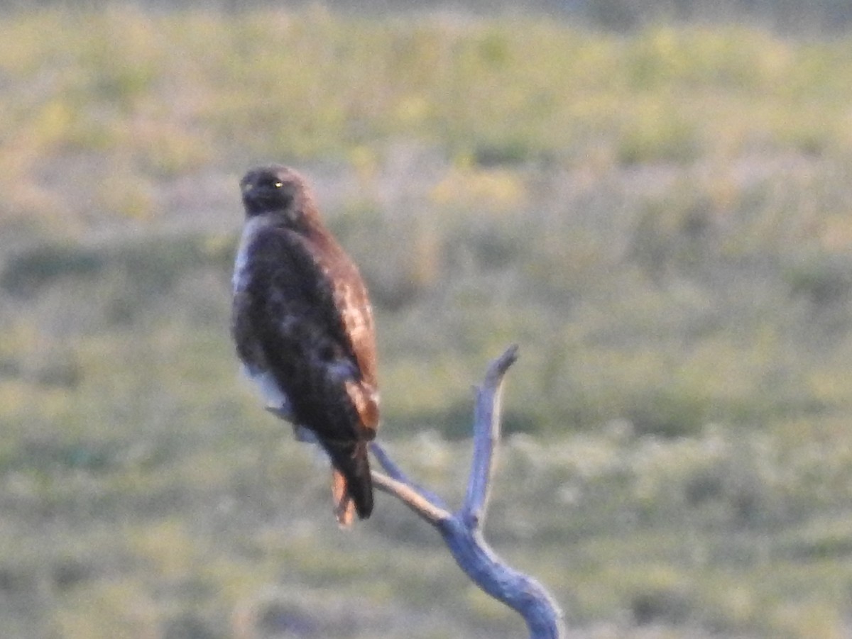 Red-tailed Hawk - ML59379181