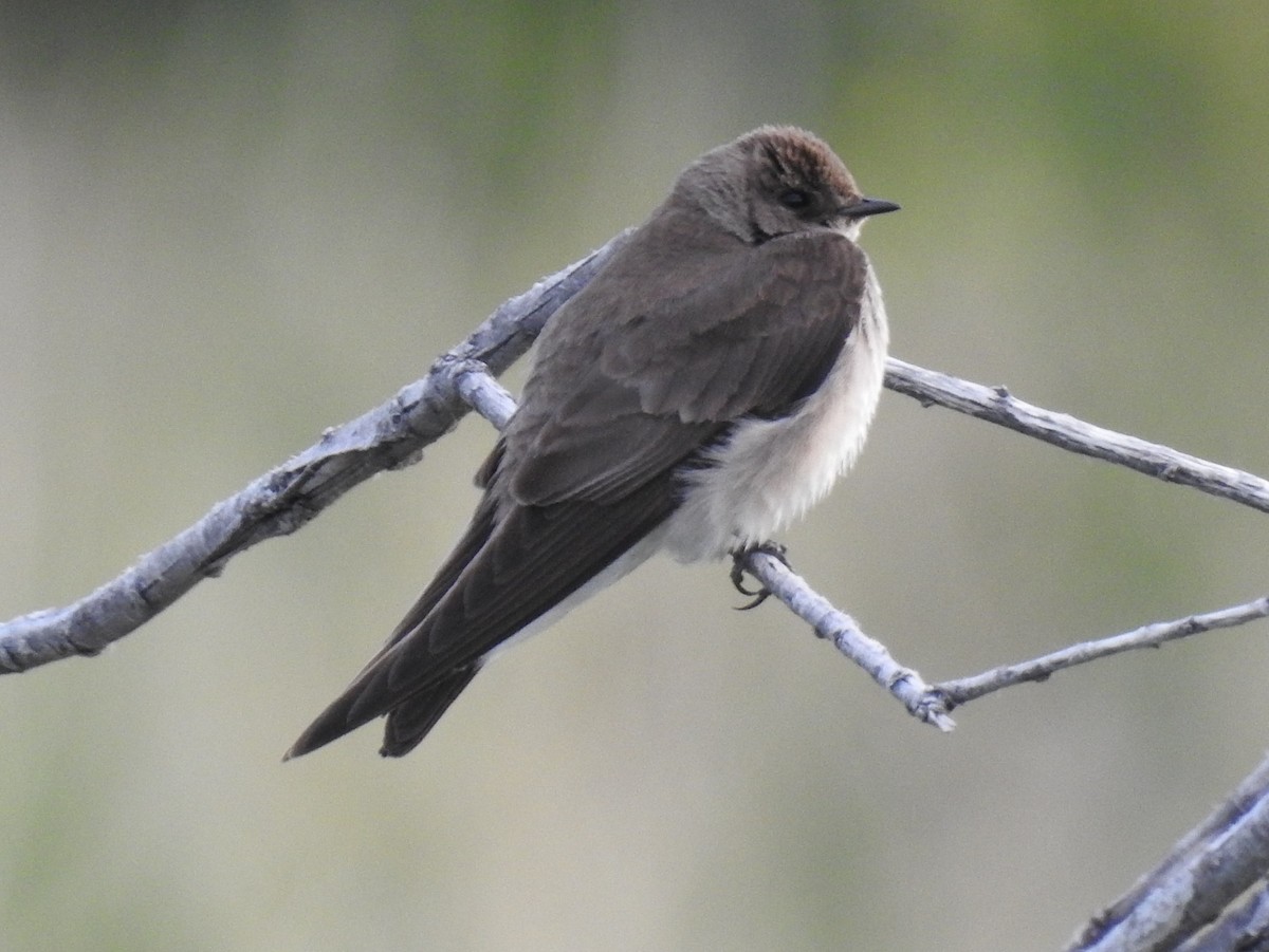 Northern Rough-winged Swallow - ML59379191