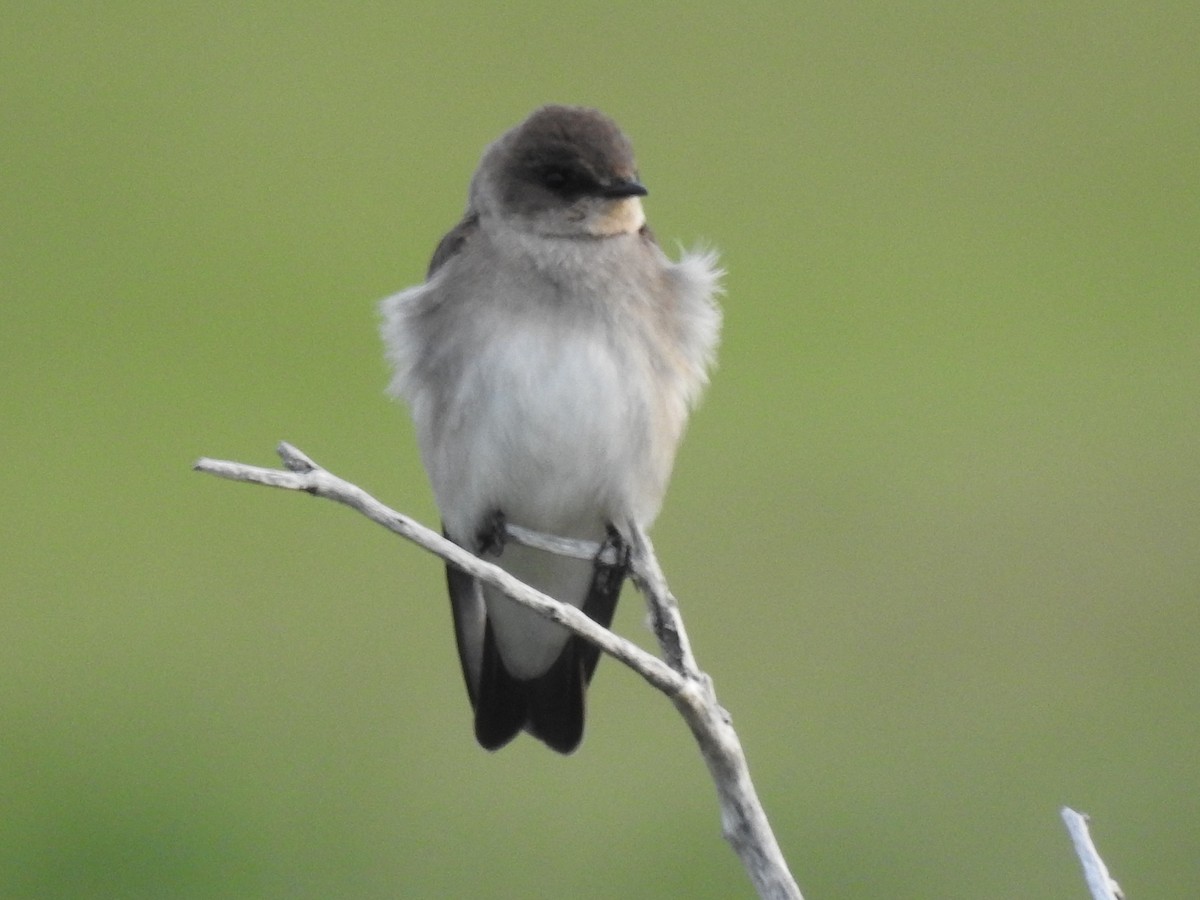 Northern Rough-winged Swallow - Shane Sater