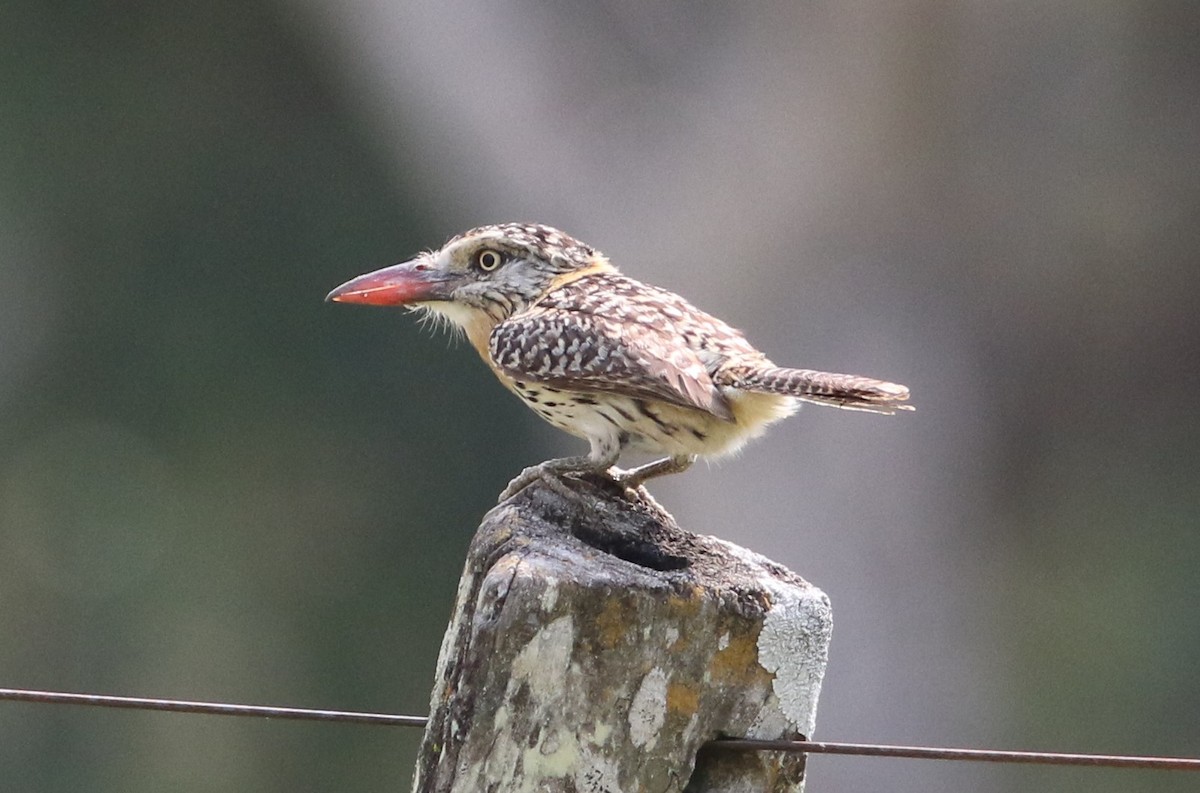 Spot-backed Puffbird (Chaco) - ML593792121