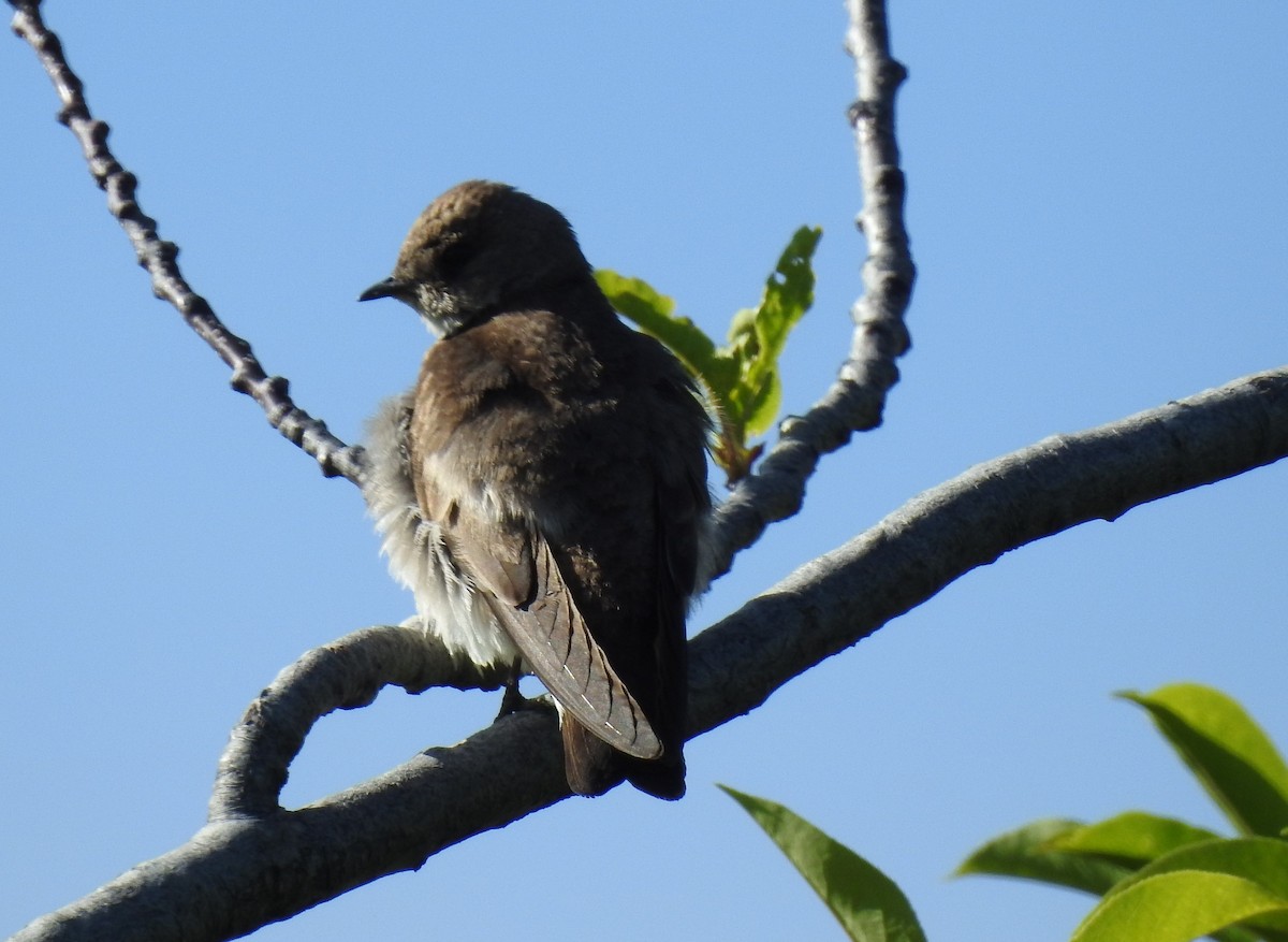 Northern Rough-winged Swallow - ML59379221