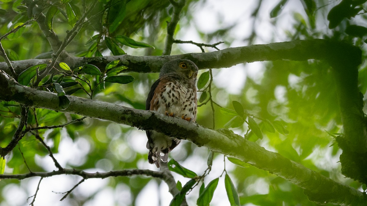 Red-chested Owlet - ML593792801