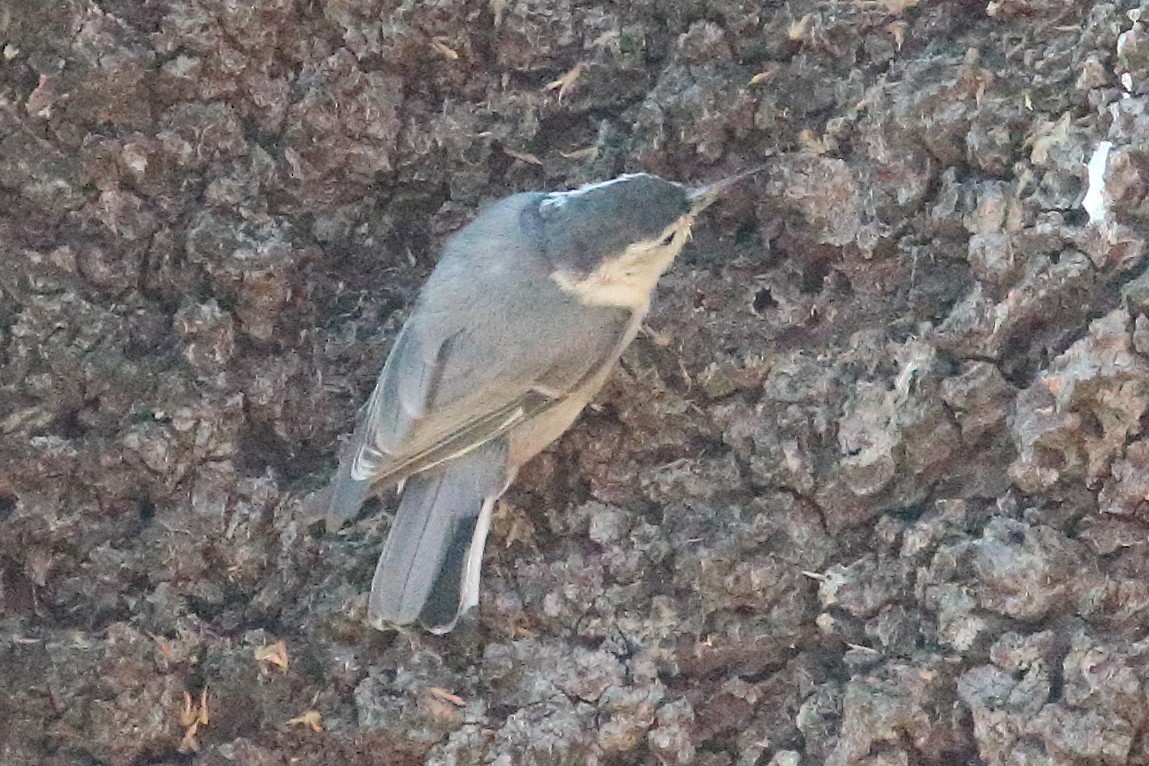 White-breasted Nuthatch - ML593792831