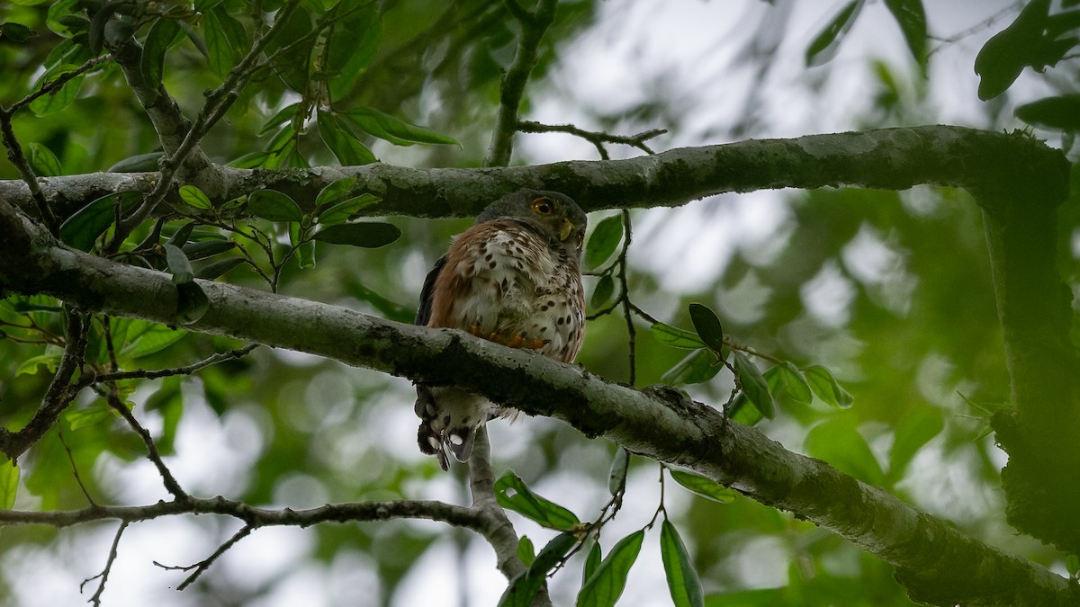 Red-chested Owlet - ML593792941