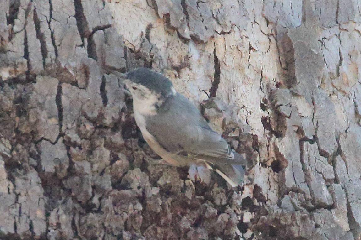White-breasted Nuthatch - ML593792951