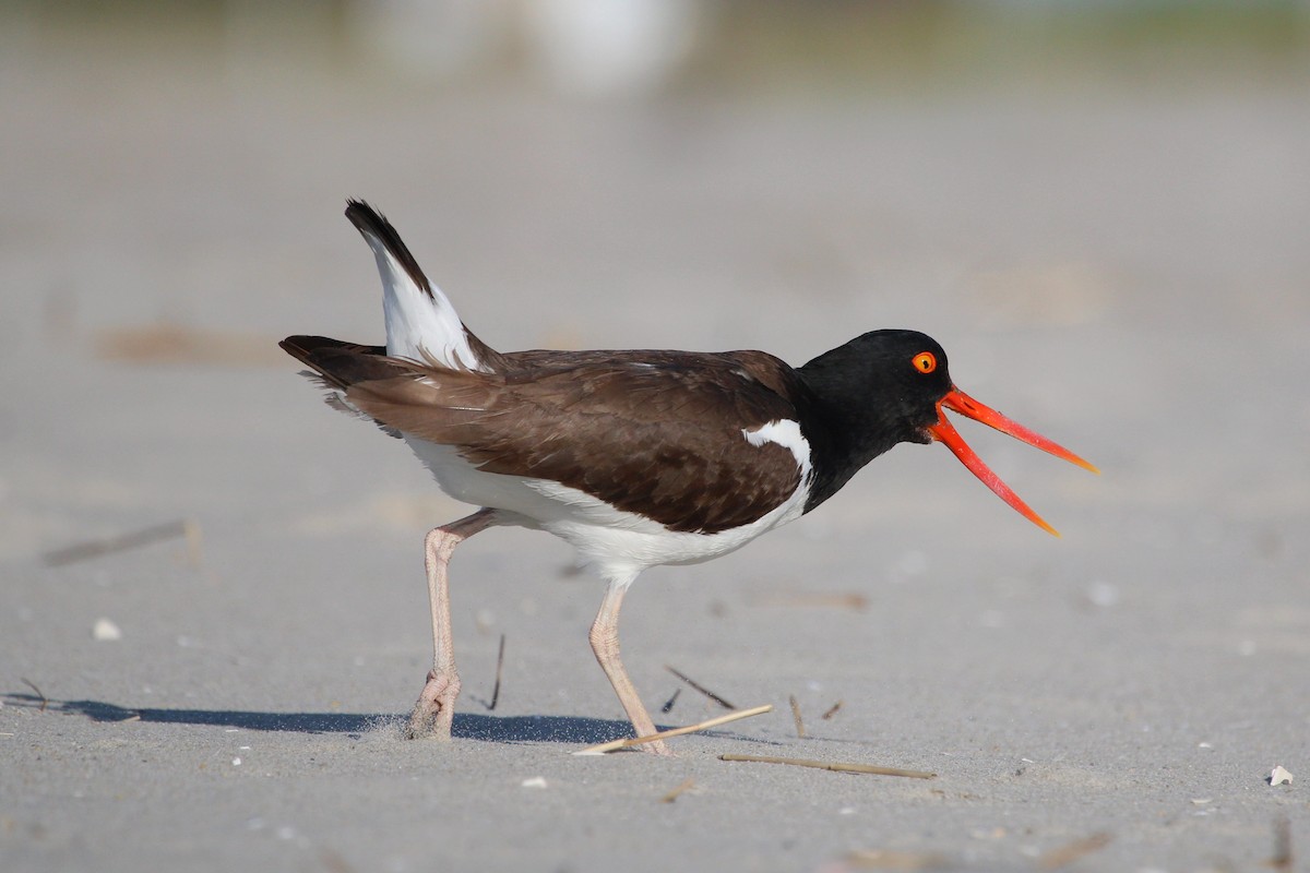 American Oystercatcher - Chad Witko