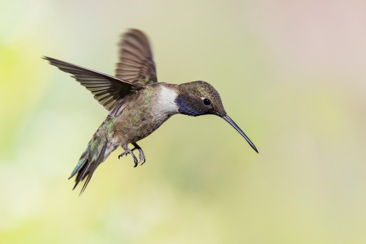 Black-chinned Hummingbird - ML593794091
