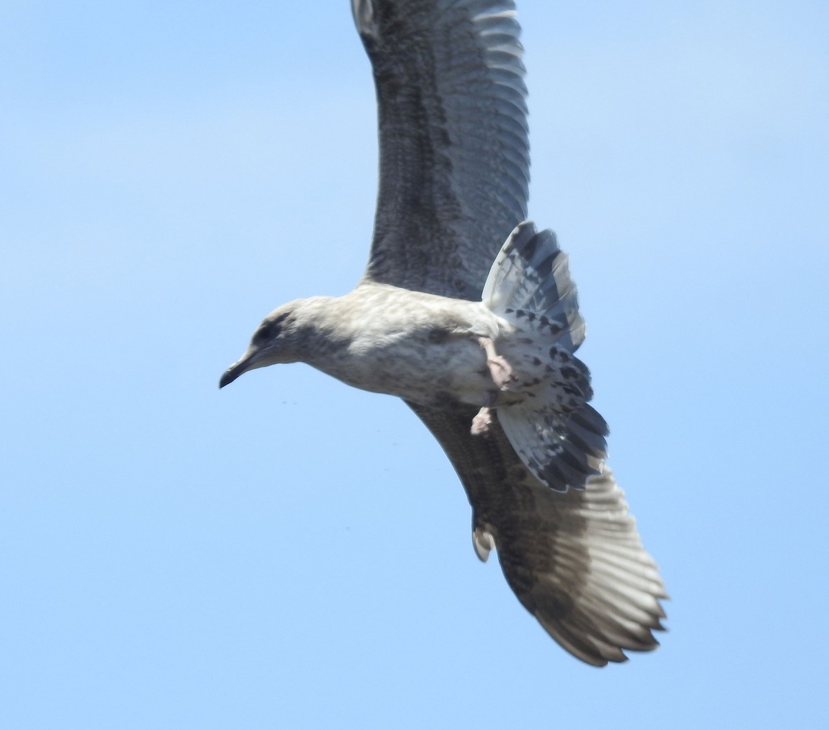 Herring Gull (European) - ML593796431