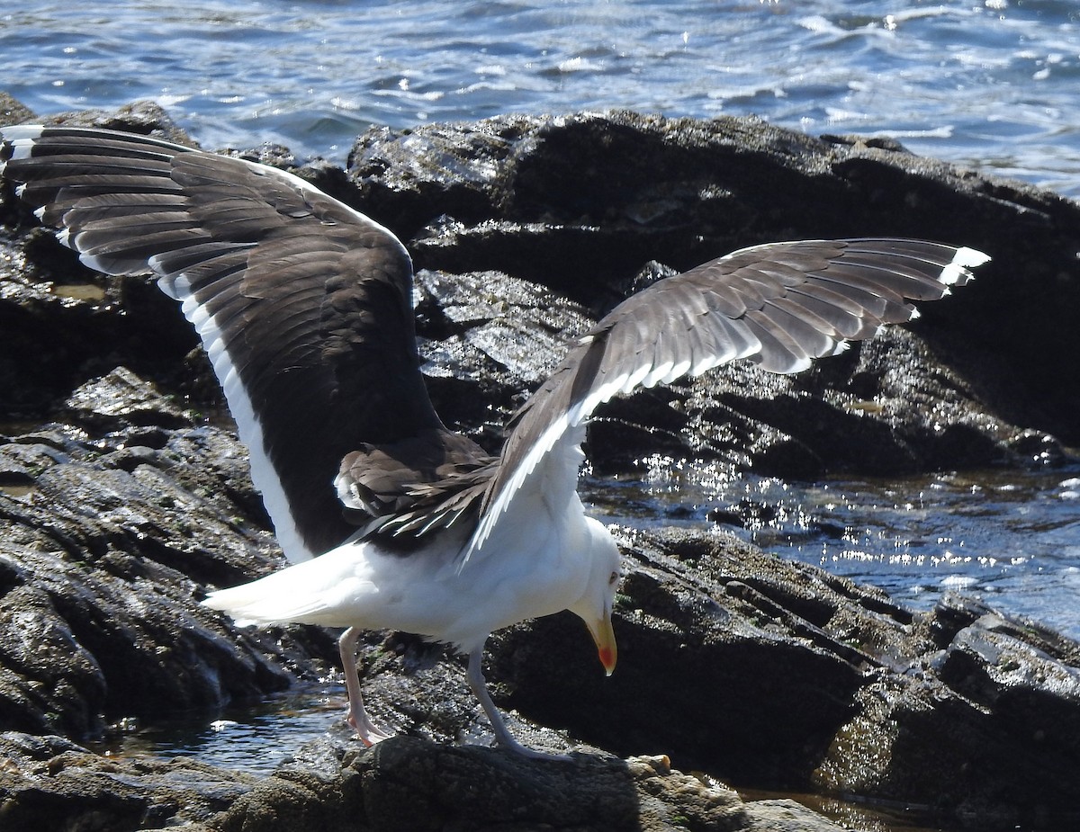 Great Black-backed Gull - Andrew Birch