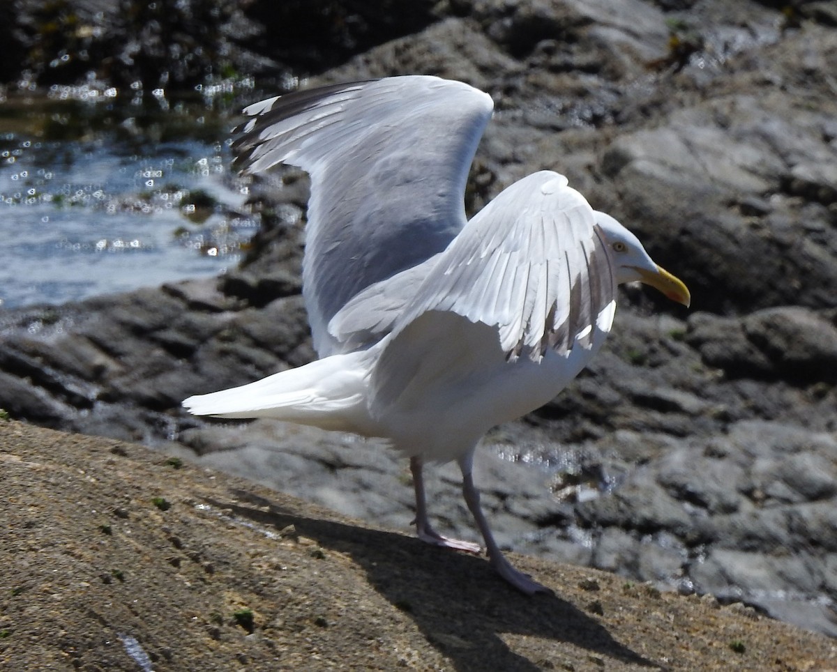 Herring Gull (European) - Andrew Birch