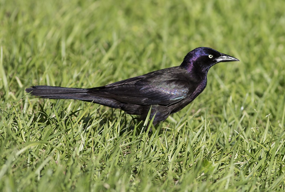 Common Grackle - Martin Wall