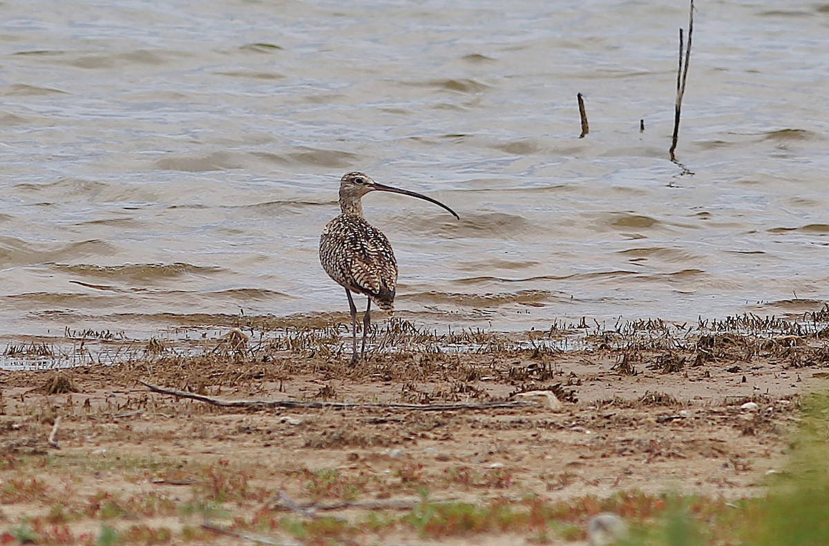 Long-billed Curlew - ML593807021