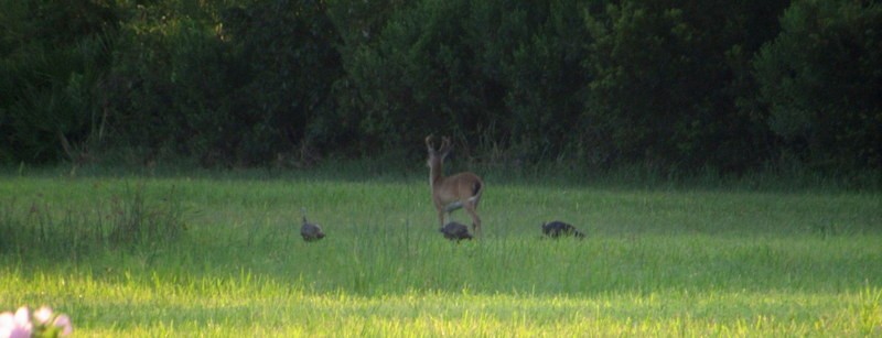 eBird Checklist - 13 Jul 2023 - Guana River WMA - 47 species