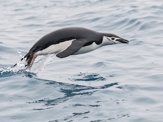 Chinstrap Penguin - Pygoscelis antarcticus - Birds of the World