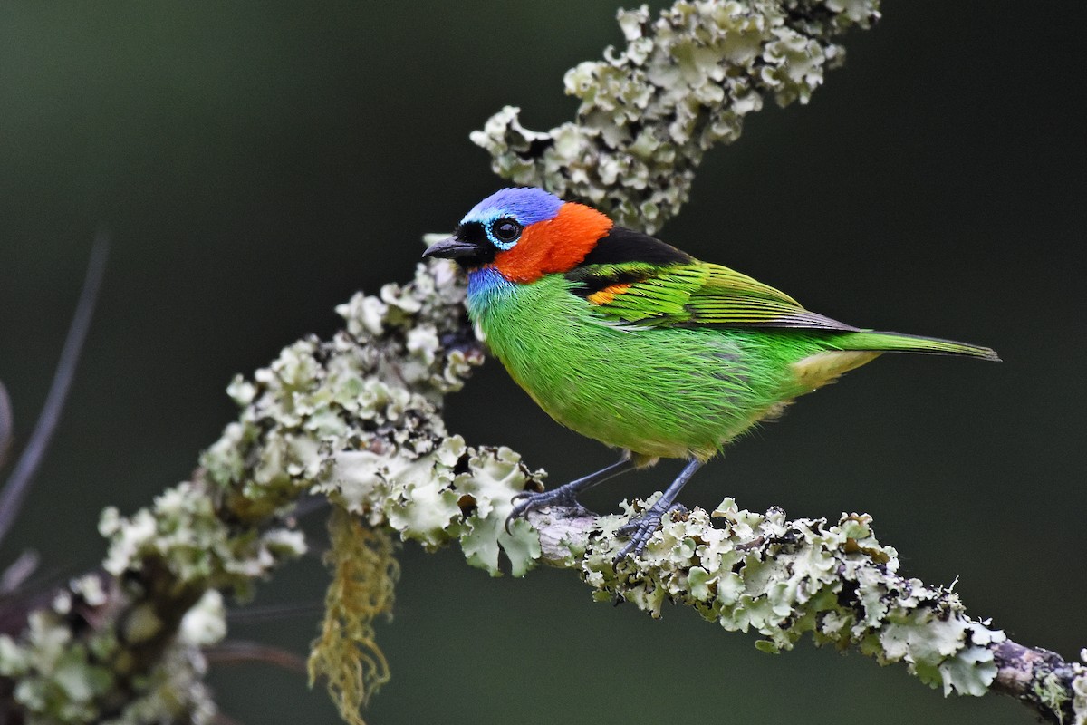 Red-necked Tanager - ML593807921