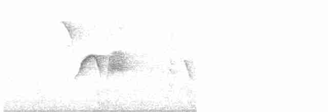 Светлобрюхий фиби - ML593809941
